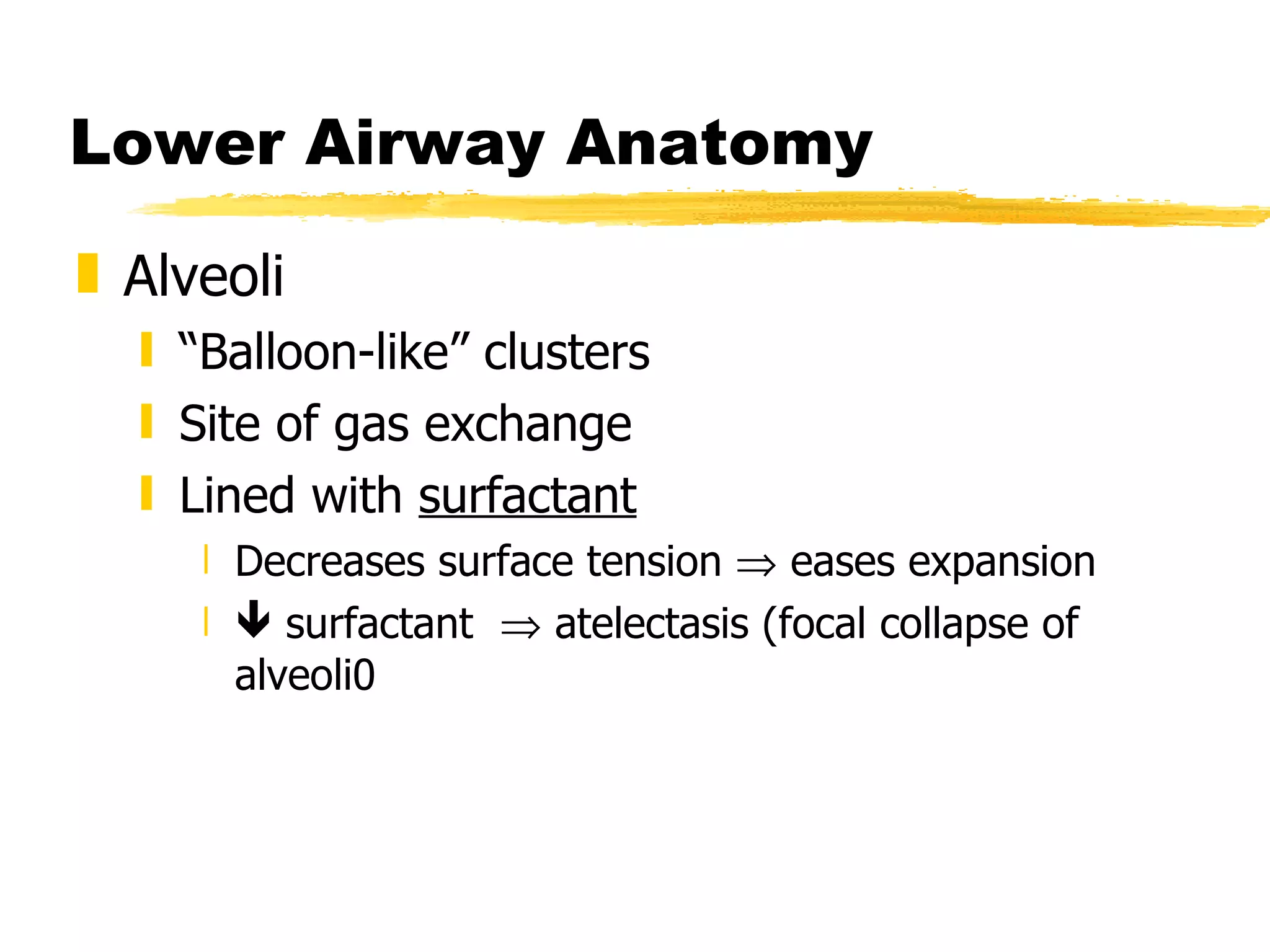 Lower Airway Anatomy Alveoli “ Balloon-like” clusters Site of gas exchange Lined with  surfactant   Decreases surface tension    eases expansion    surfactant    atelectasis (focal collapse of alveoli0 