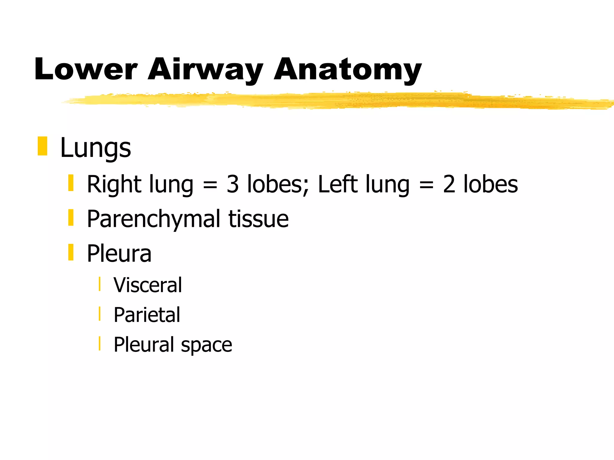 Lower Airway Anatomy Lungs Right lung = 3 lobes; Left lung = 2 lobes Parenchymal tissue Pleura Visceral Parietal Pleural space 