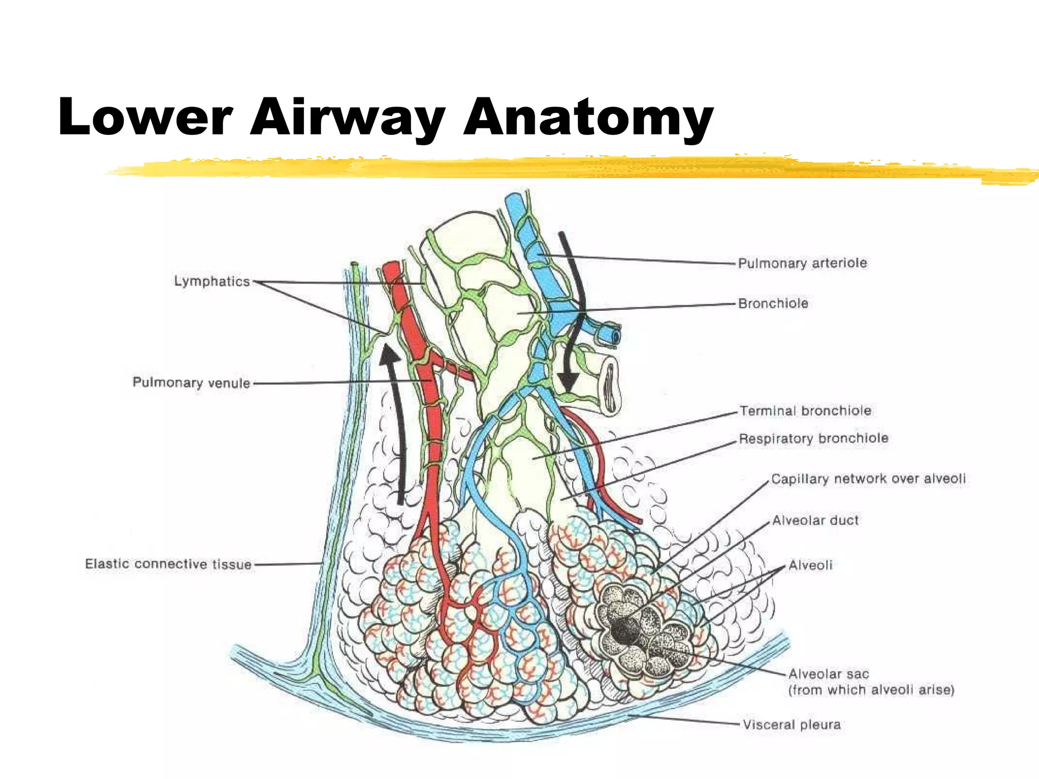 Lower Airway Anatomy 