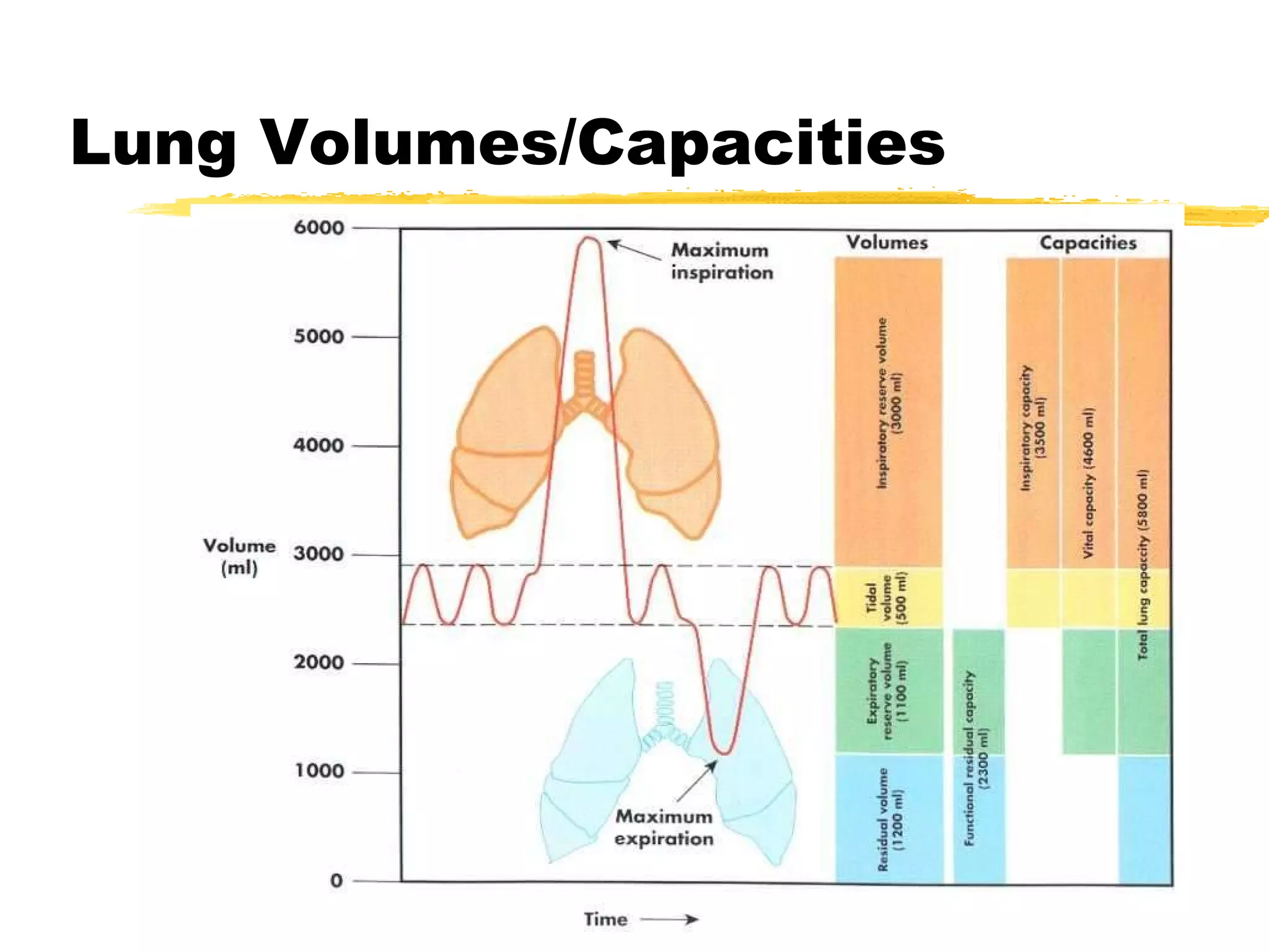 Lung Volumes/Capacities 