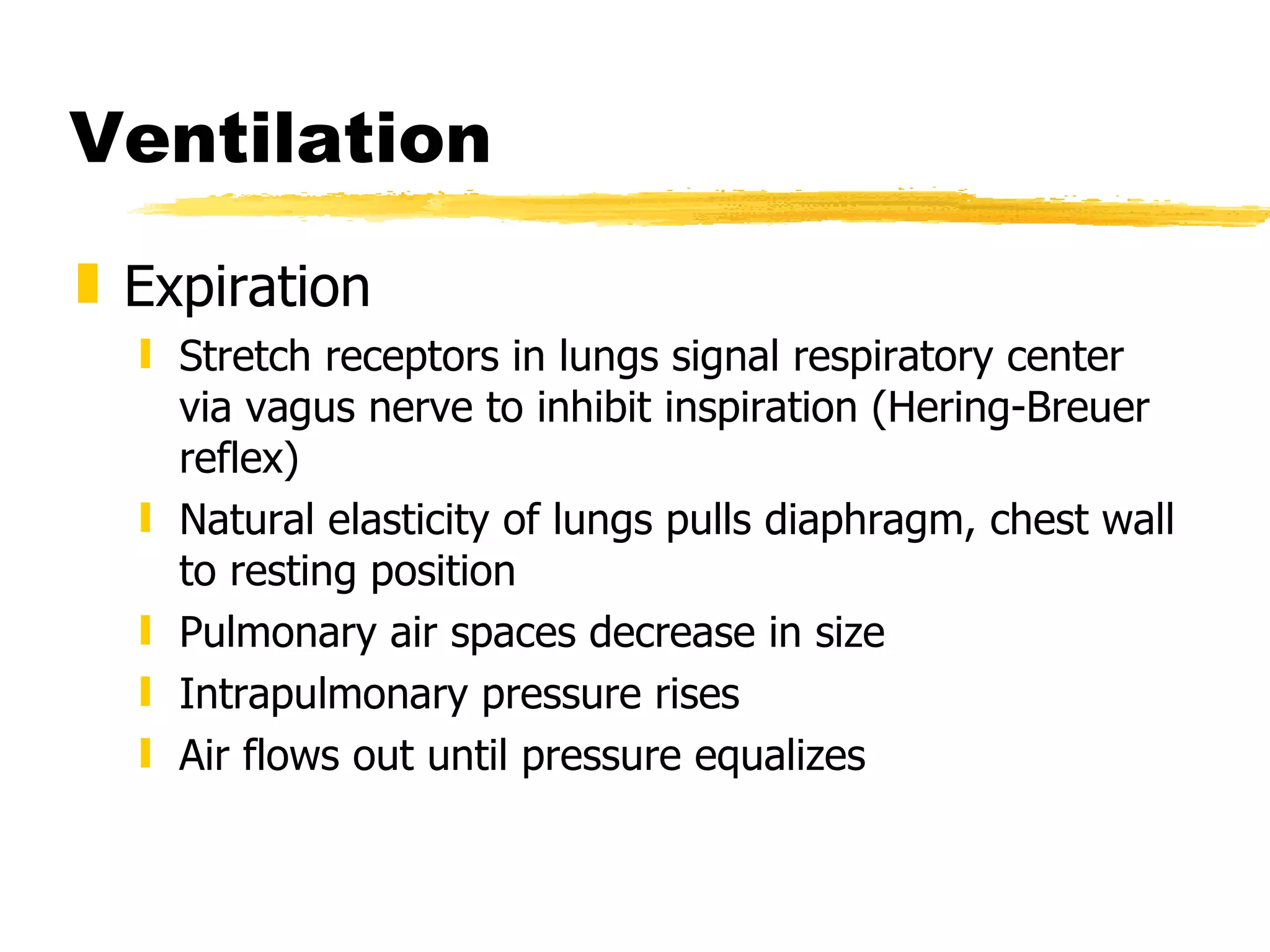 Ventilation Expiration Stretch receptors in lungs signal respiratory center via vagus nerve to inhibit inspiration (Hering-Breuer reflex) Natural elasticity of lungs pulls diaphragm, chest wall to resting position Pulmonary air spaces decrease in size Intrapulmonary pressure rises Air flows out until pressure equalizes 
