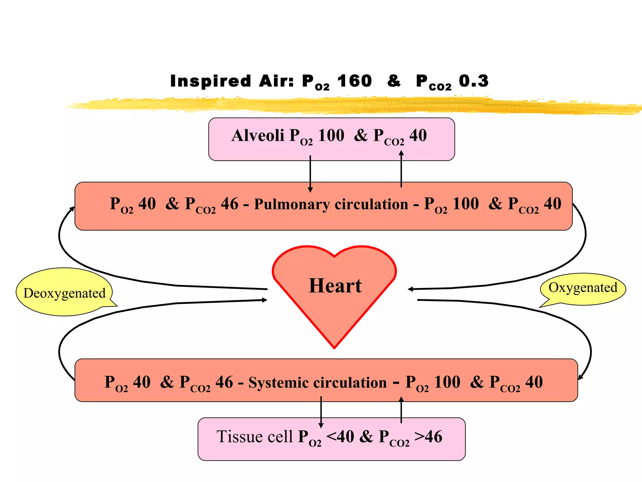Inspired Air: P O2  160  &  P CO2  0.3 Alveoli P O2  100  & P CO2  40 P O2  40  & P CO2  46 -  Pulmonary circulation  - P O2  100  & P CO2  40  Heart P O2  40  & P CO2  46 -  Systemic circulation  -  P O2  100  & P CO2  40   Tissue cell  P O2  <40 & P CO2  >46  Oxygenated Deoxygenated 
