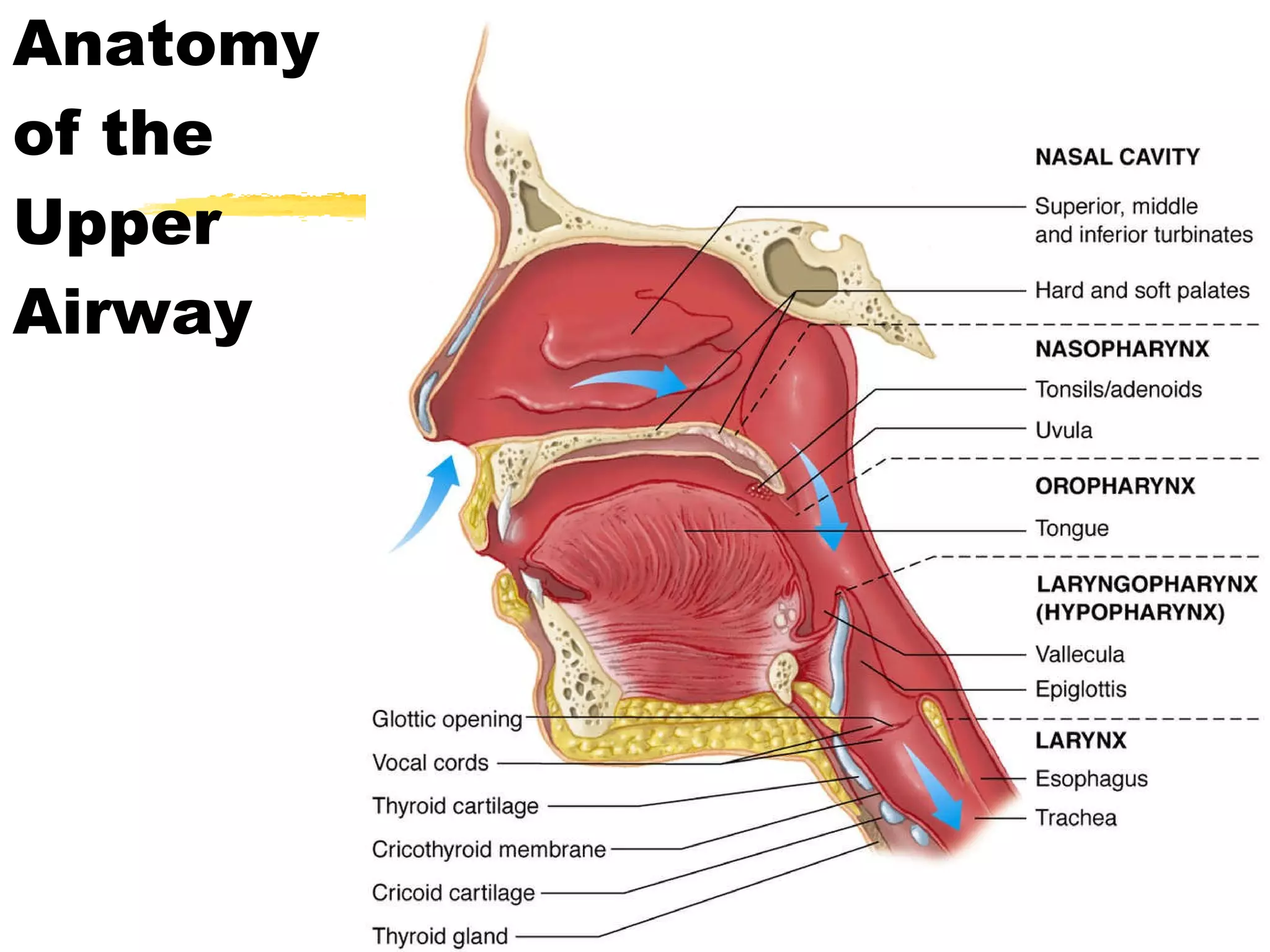 Anatomy of the Upper Airway 