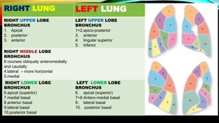 Lower Apices Airway and Trachea | PPTX