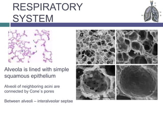Respiratory system | PPTX