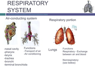 RESPIRATORY
  SYSTEM
   http://www.youtube.com/watch?v=o2OcGgJbiUk&feature=related


 Air-conducting system                                          Respiratory portion




-nasal cavity    Functions                                               Functions
                 -Transport of air                              Lungs    Respiratory - Exchange
-pharynx
                 -Air conditioning                                       between air and blood
-larynx
-trachea
                                                                         Nonrespiratory:
-bronchi                                                                 (see bellow)
-terminal bronchiola
 