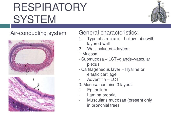 Respiratory system