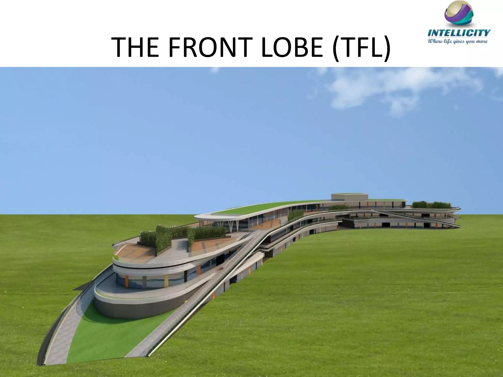 THE FRONT LOBE (TFL)
 