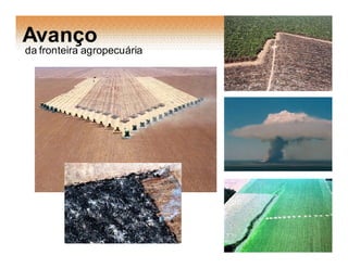 Avanço
da fronteira agropecuária
 