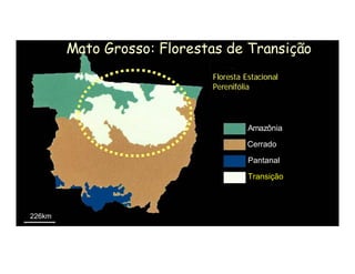Mato Grosso: Florestas de Transição
                            Floresta Estacional
                            Perenifólia




                                      Amazônia

                                      Cerrado

                                      Pantanal

                                      Transição



226km



                               Fonte: EMBRAPA 1996
 