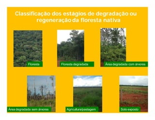 Classificação dos estágios de degradação ou
             regeneração da floresta nativa




            Floresta         Floresta degradada        Área degradada com árvores




Área degradada sem árvores      Agricultura/pastagem             Solo exposto
 