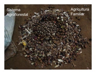 Sistema         Agricultura
Agroflorestal   Familiar
 