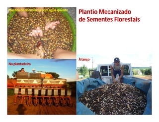 Quebra de dormência com água quente
                                      Plantio Mecanizado
                                      de Sementes Florestais




                                      À lanço
Na plantadeira
 