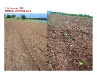 5 de Fevereiro 2007
Plantio de sementes a lanço
 