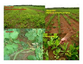Março 2007
Plantio de sementes a lanço
                              Março 2007
                              Plantio de sementes em linhas




 Abril 2007

                              Março 2007
 