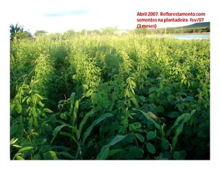 Abril 2007. Reflorestamento com
sementes na plantadeira fev/07
(3 meses)
 
