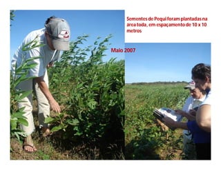 Sementes de Pequi foram plantadas na
     área toda, em espaçamento de 10 x 10
     metros


Maio 2007
 