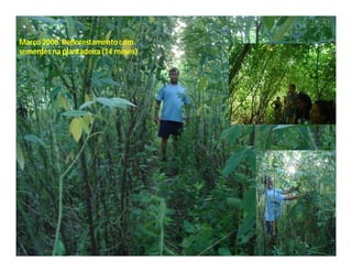 Março 2008. Reflorestamento com
sementes na plantadeira (14 meses)
 
