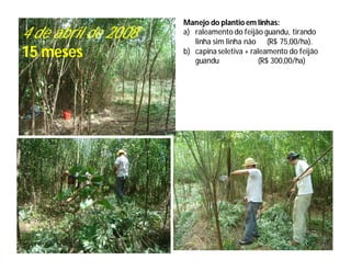 Manejo do plantio em linhas:
4 de abril de 2008   a) raleamento do feijão guandu, tirando
                        linha sim linha não (R$ 75,00/ha).
15 meses             b) capina seletiva + raleamento do feijão
                        guandu               (R$ 300,00/ha)
 