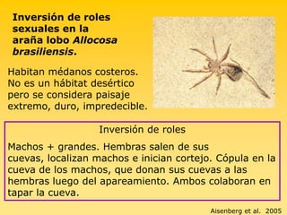  Uso del canal sísmico de comunicación. Arena buen transmisor.  Utilización de las piedras como herramienta en Ariadna sp. (Segestriidae) Esta araña, habitante del desierto de Namibia, ubica entre 7 y 8 piedras formando un círculo alrededor de su cueva. Posibles Funciones:  Atraer presas             