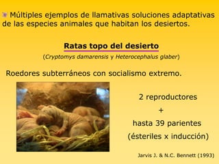  Múltiples ejemplos de llamativas soluciones adaptativas de las especies animales que habitan los desiertos.   Ratas topo del desierto(Cryptomys damarensis y Heterocephalus glaber)Roedores subterráneos con socialismo extremo.Jarvis J. & N.C. Bennett (1993)2 reproductores             +hasta 39 parientes  (ésteriles x inducción) 