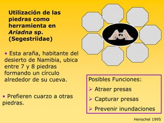  Construyen cuevas o refugios para evitar la deshidratación y la exposición a las intensas radiaciones solares.