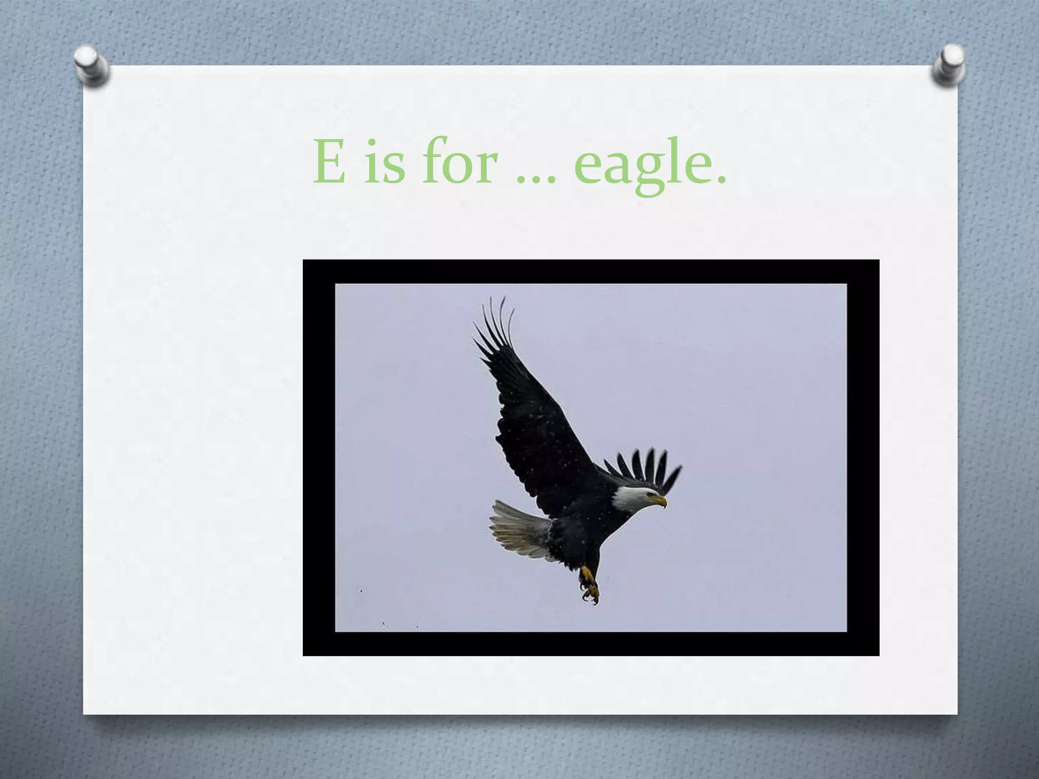 E is for … eagle.
