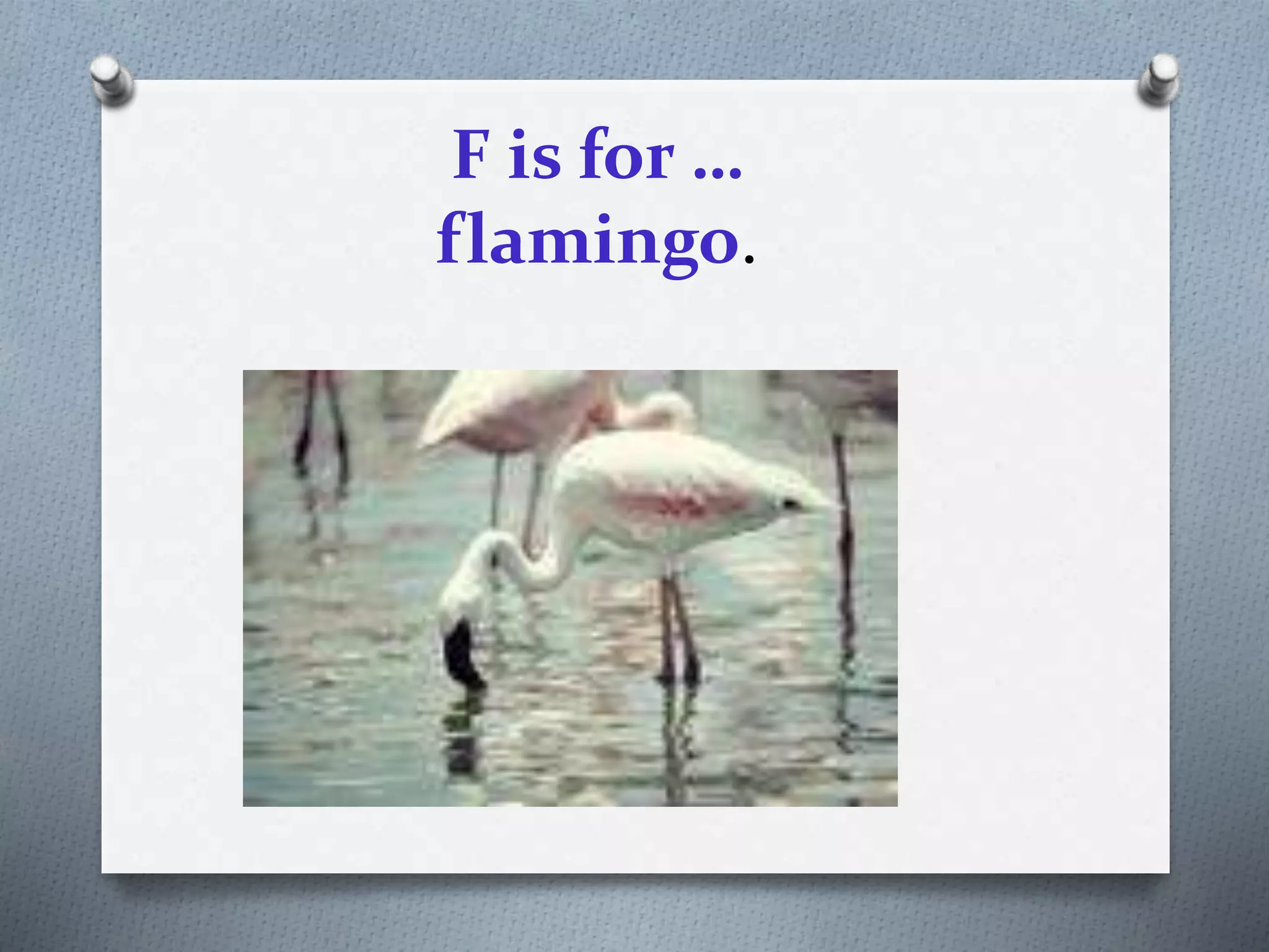 F is for …
flamingo.