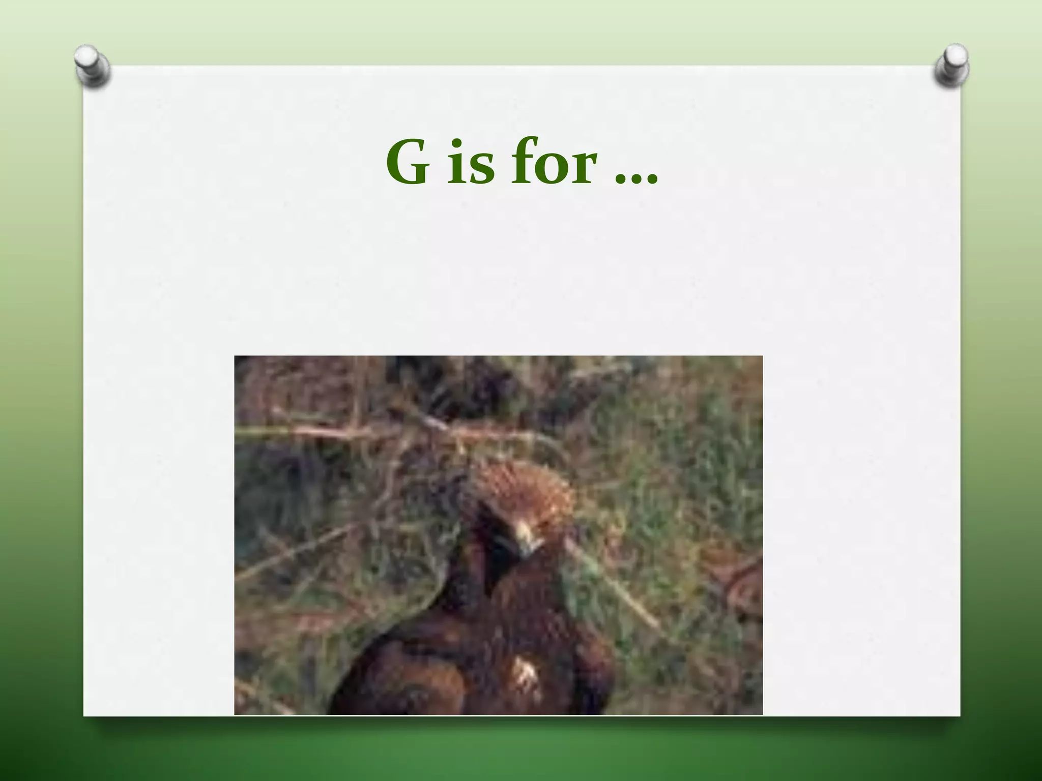 G is for …
