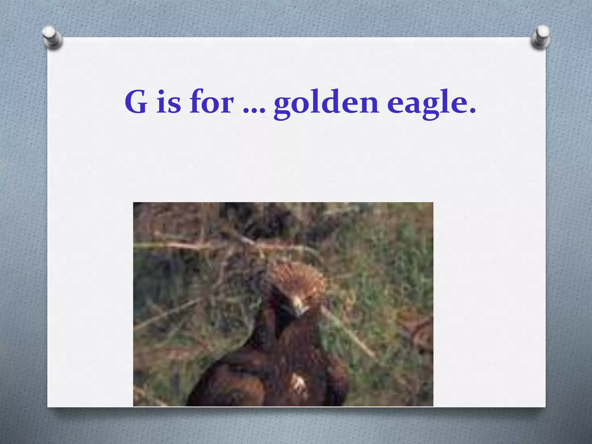G is for … golden eagle.