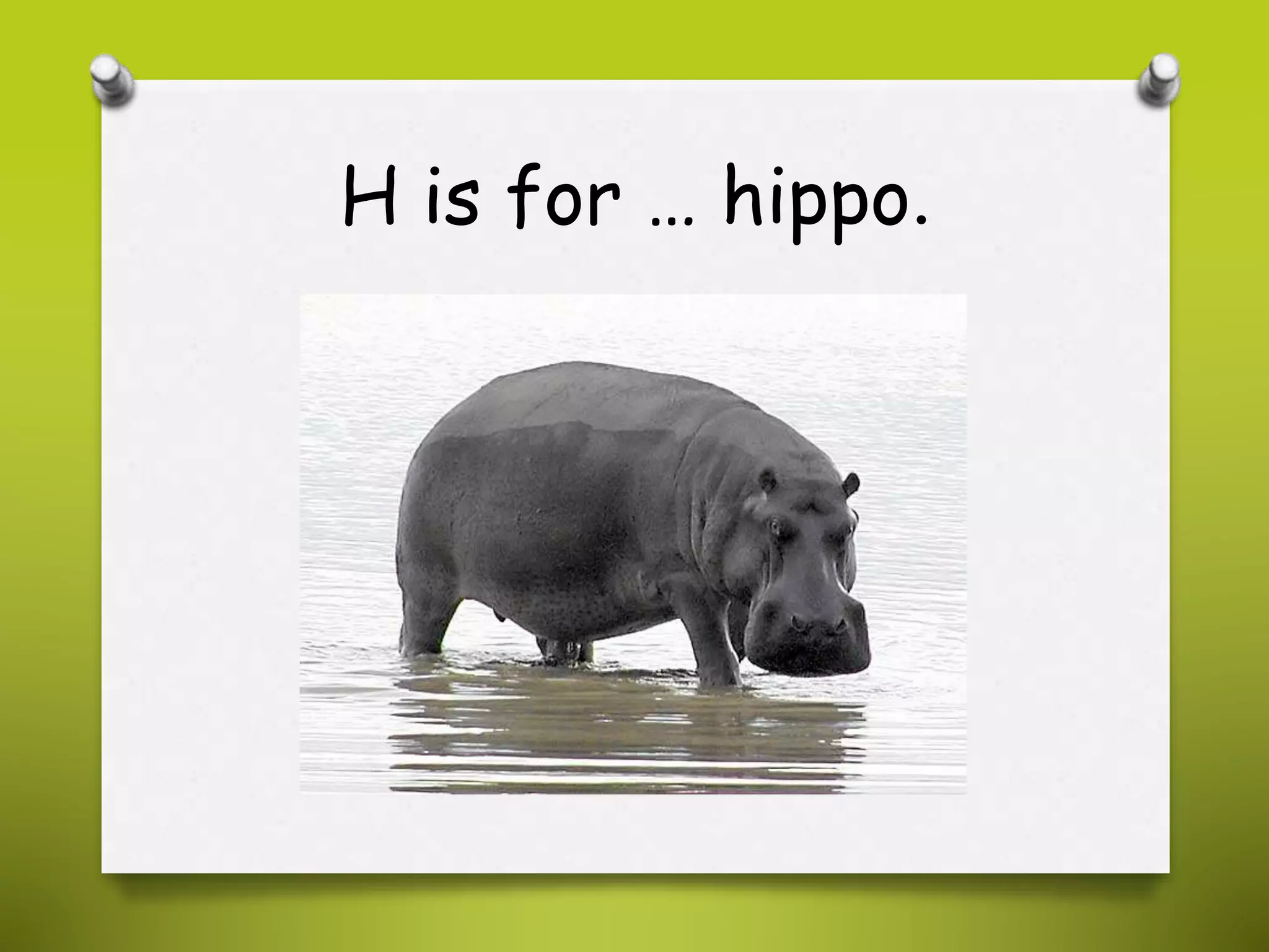 H is for … hippo.