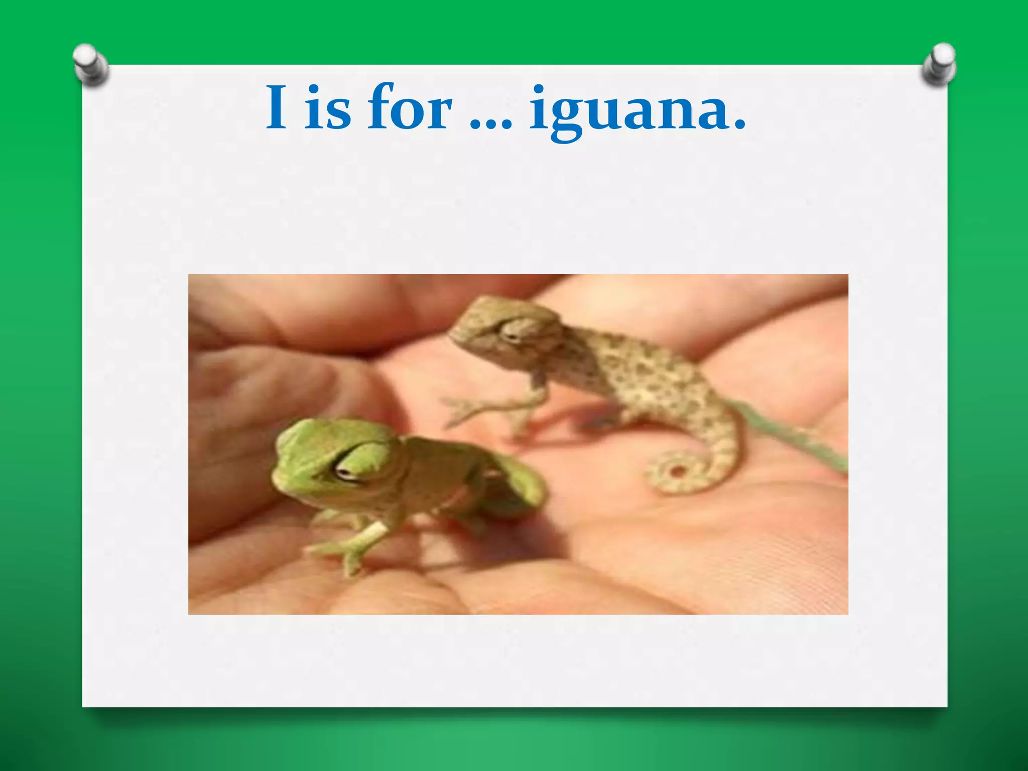 I is for … iguana.