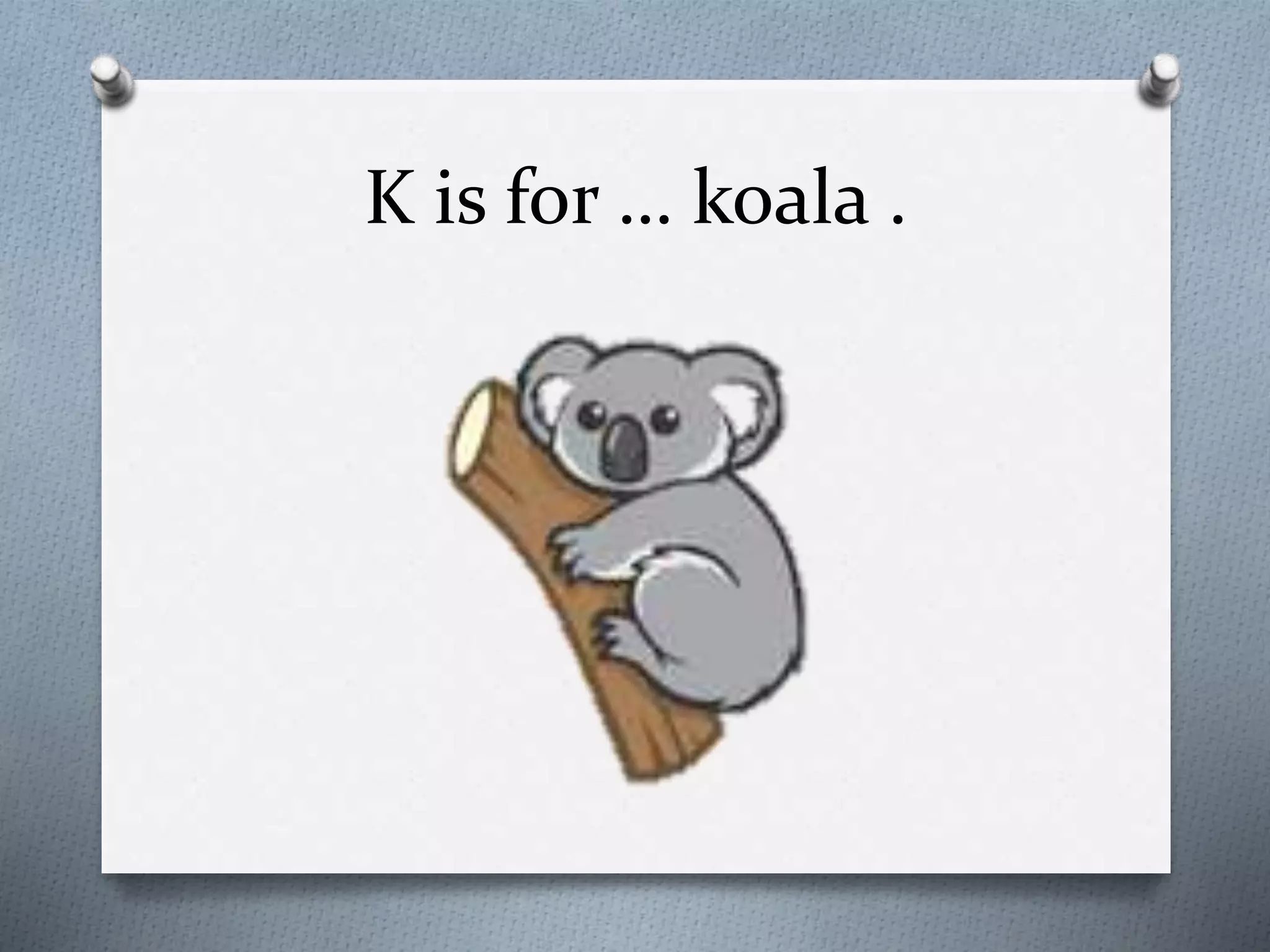 K is for … koala .