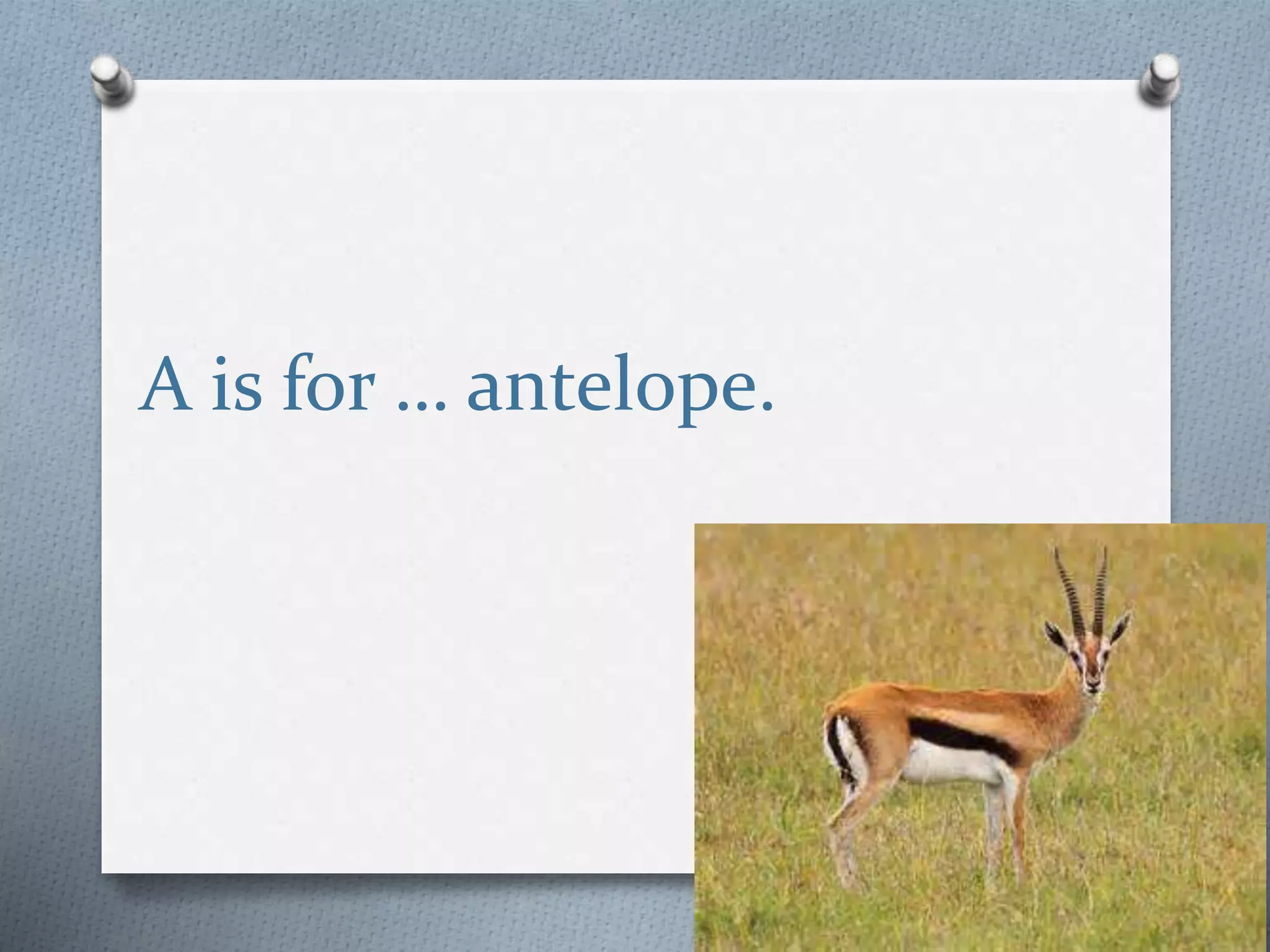 A is for … antelope.