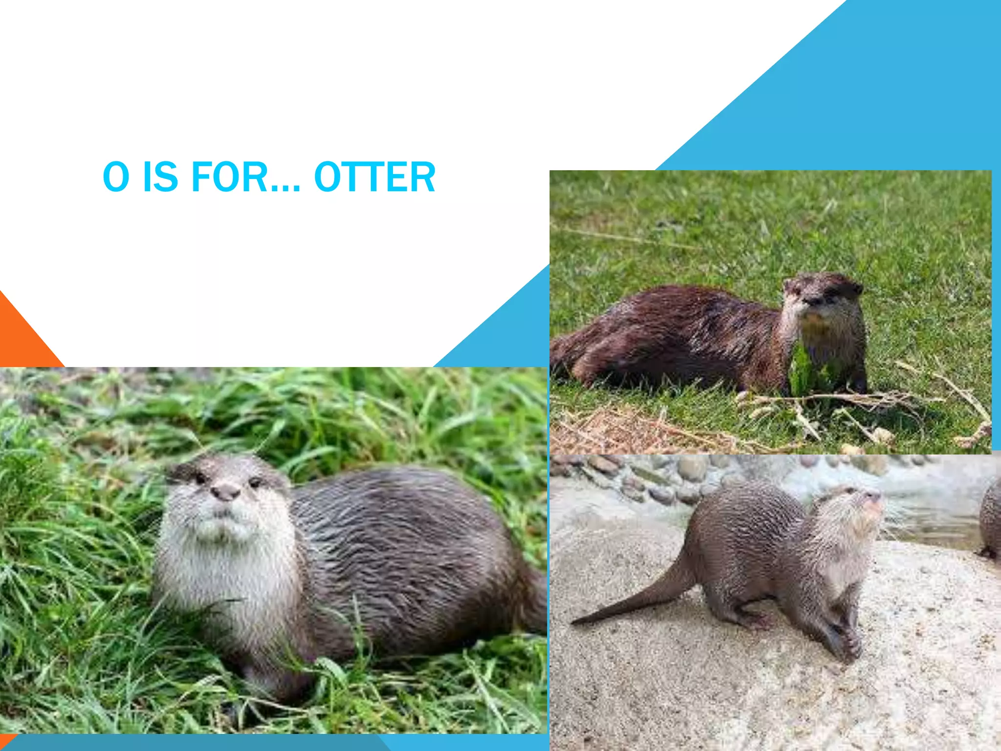 O IS FOR… OTTER