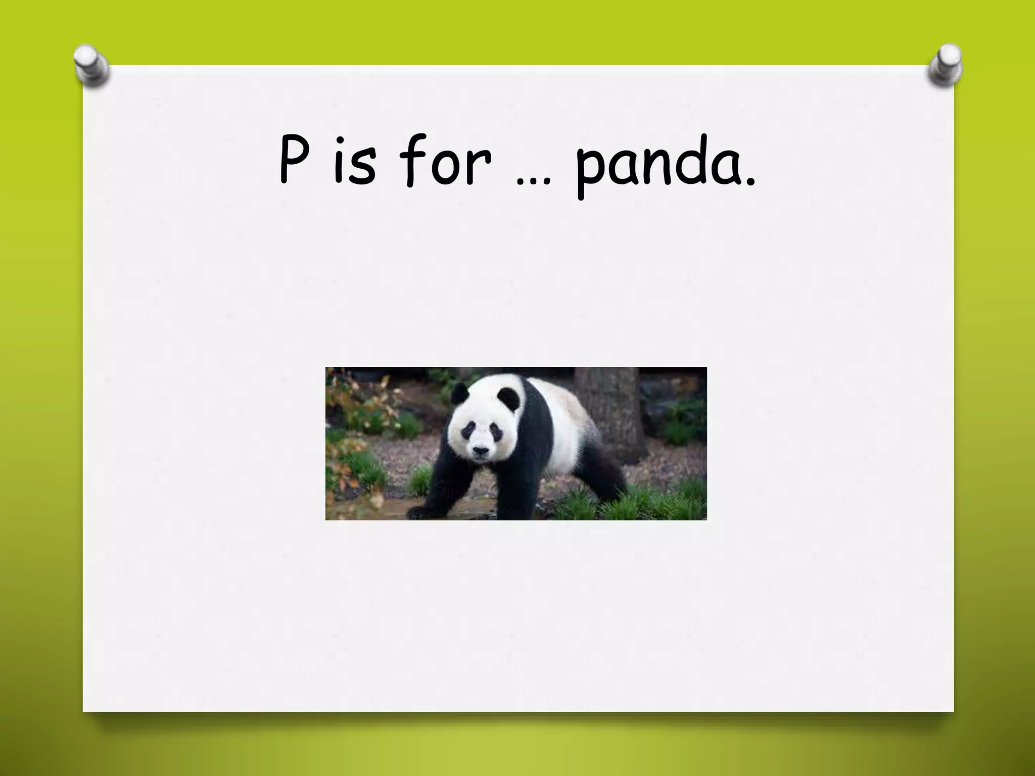 P is for … panda.