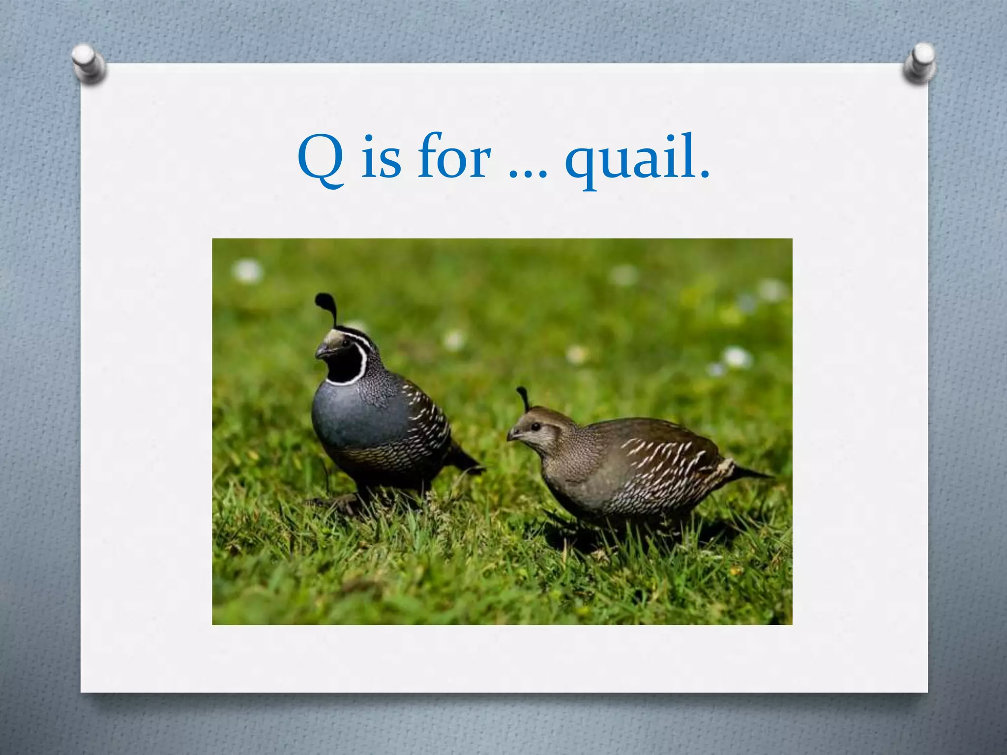 Q is for … quail.