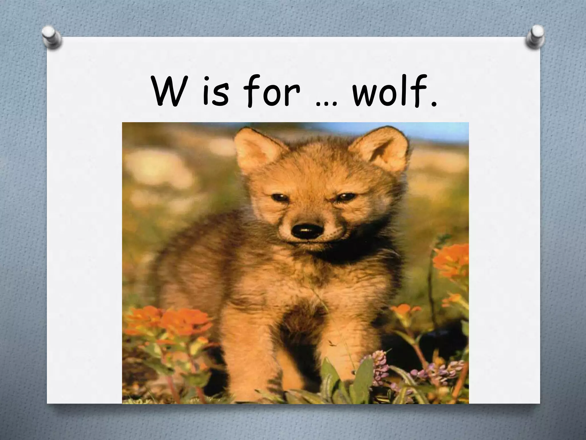 W is for … wolf.
