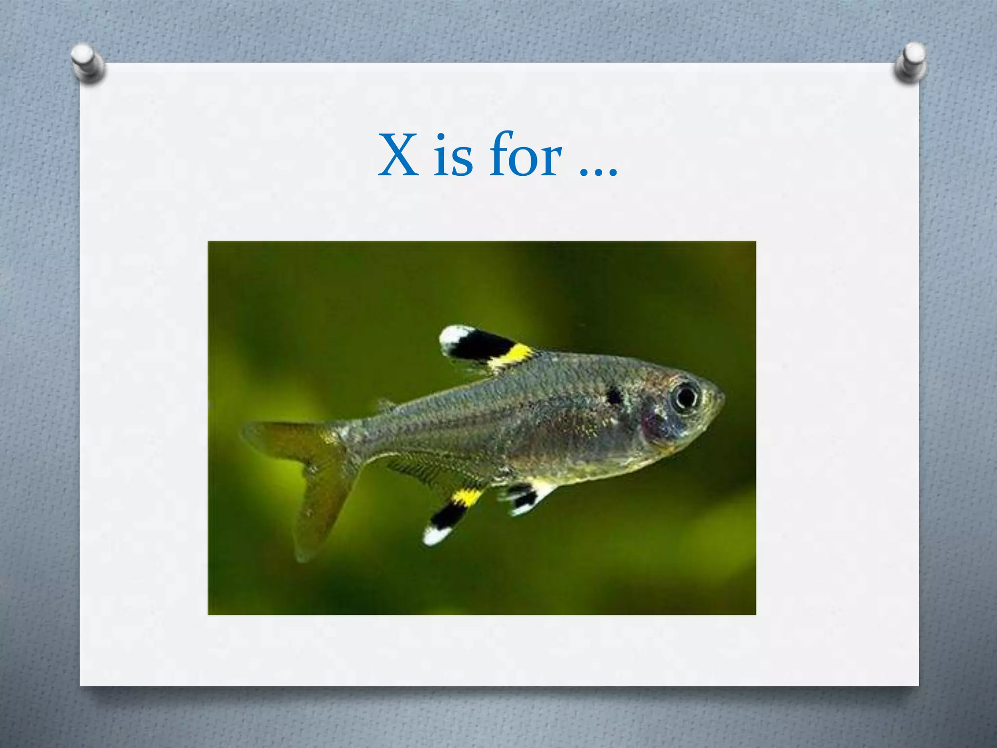 X is for …