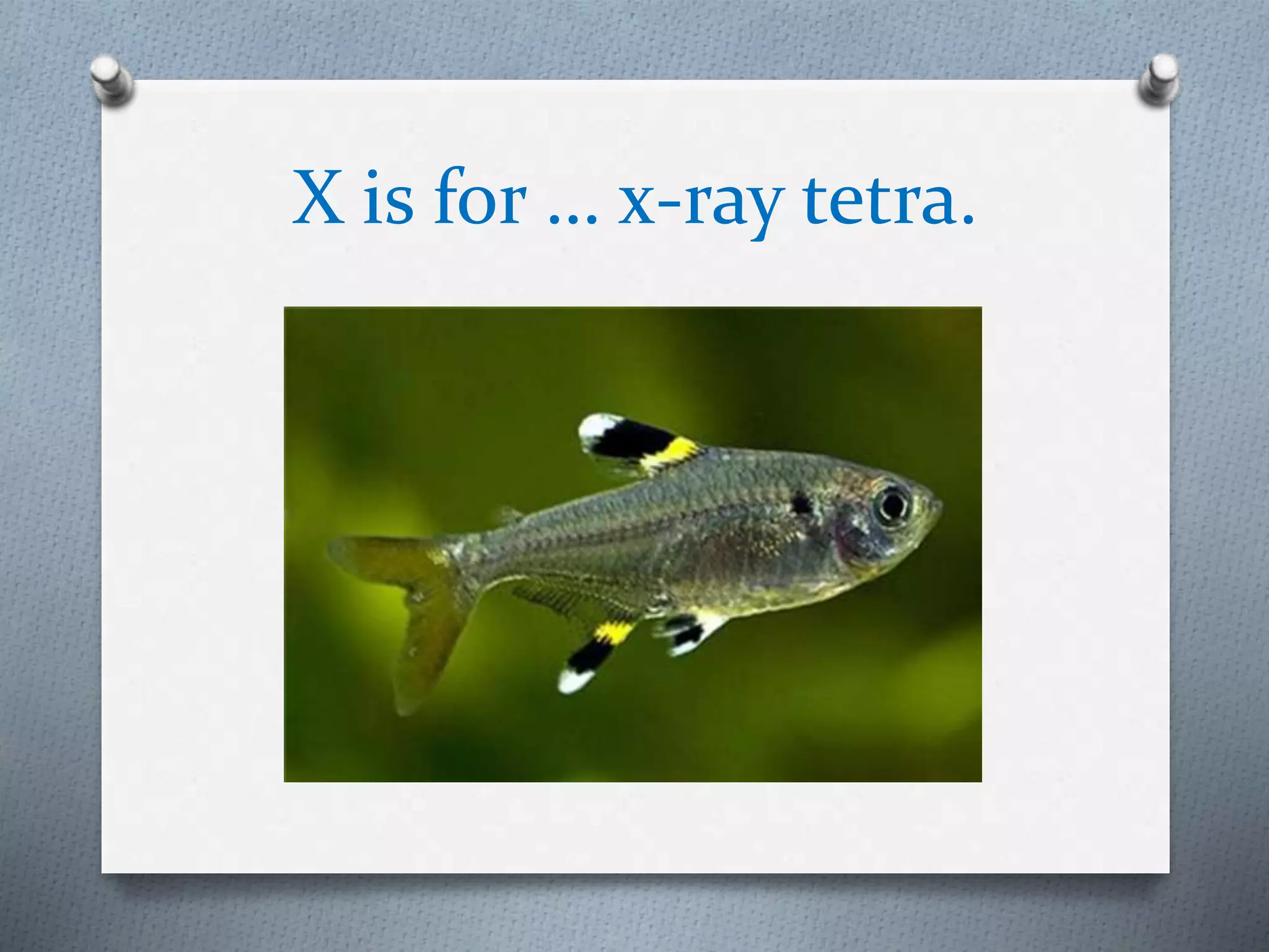 X is for … x-ray tetra.