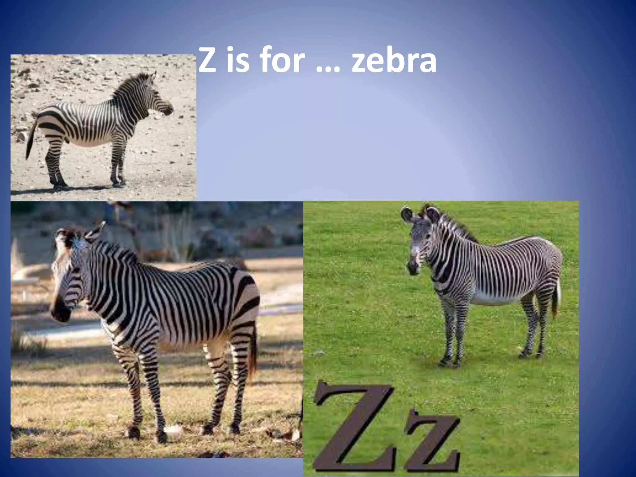Z is for … zebra