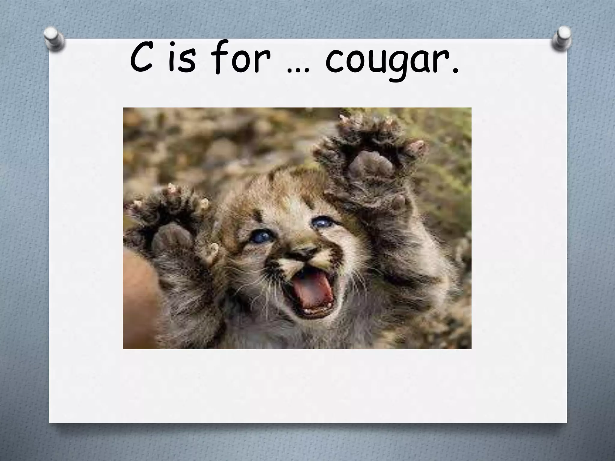 C is for … cougar.