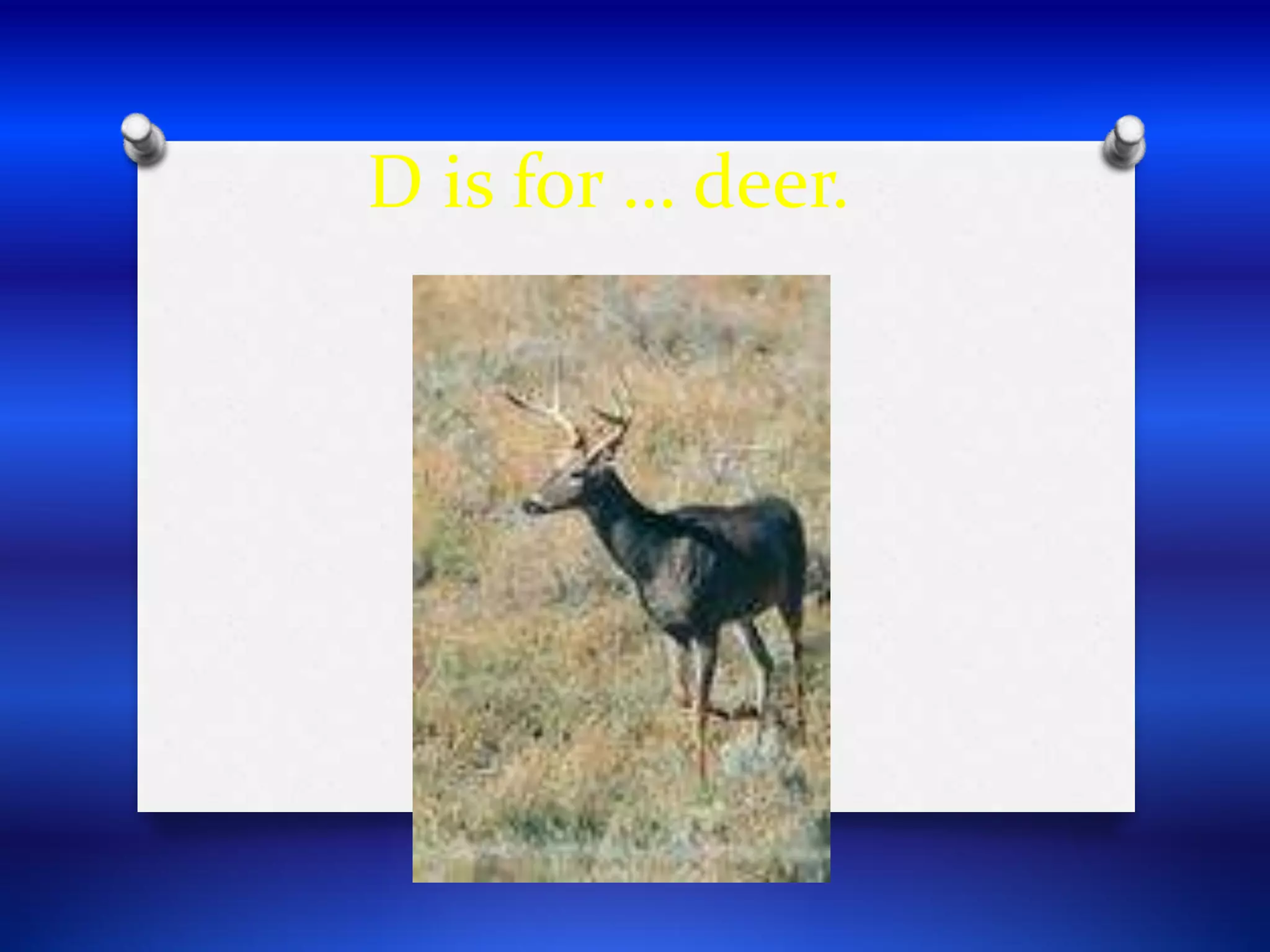 D is for … deer.
