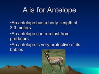 A is for Antelope ,[object Object],[object Object],[object Object]