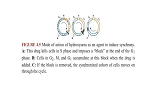 Cell cycle and it’s Types and radiation effects | PPTX