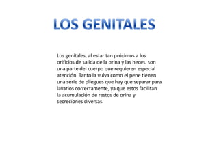 Los genitales, al estar tan próximos a los
orificios de salida de la orina y las heces. son
una parte del cuerpo que requieren especial
atención. Tanto la vulva como el pene tienen
una serie de pliegues que hay que separar para
lavarlos correctamente, ya que estos facilitan
la acumulación de restos de orina y
secreciones diversas.
 