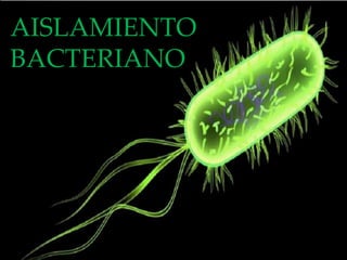 AISLAMIENTO
BACTERIANO