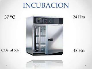 INCUBACION
37 °C
24 Hrs
CO2 al 5%
48 Hrs
