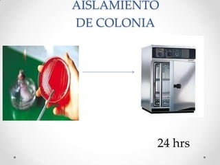 AISLAMIENTO
DE COLONIA
24 hrs