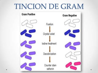 TINCION DE GRAM